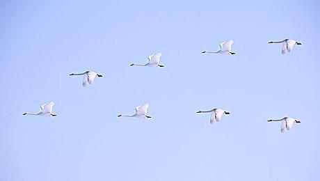 牌组构建游戏《王国之牌》steam页面上线 明年发售